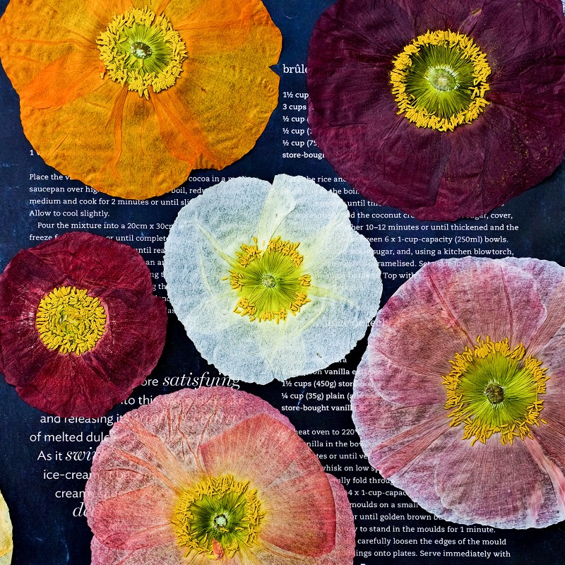 1pcs,Nature Field Poppy Presse - Resin Craft Ideas avaliação e preço