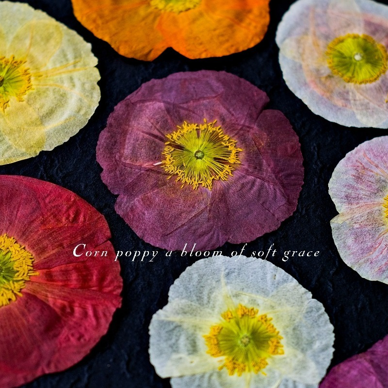 1pcs,Nature Field Poppy Presse - Resin Craft Ideas avaliação e preço