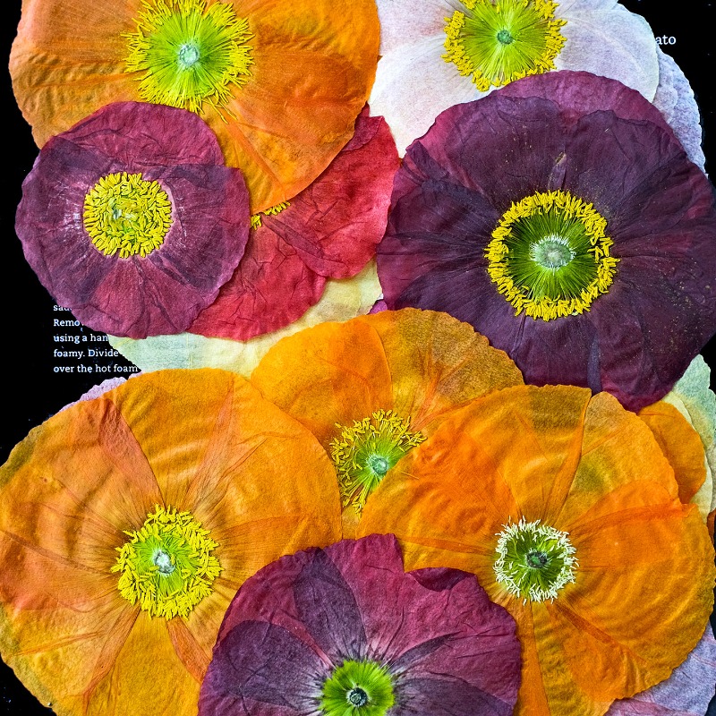 1pcs,Nature Field Poppy Presse - Resin Craft Ideas avaliação e preço