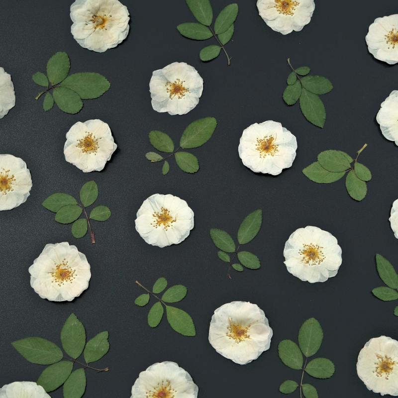 6pcs,9pcs,Nature White Rose Pr - Resin Craft Ideas avaliação e preço