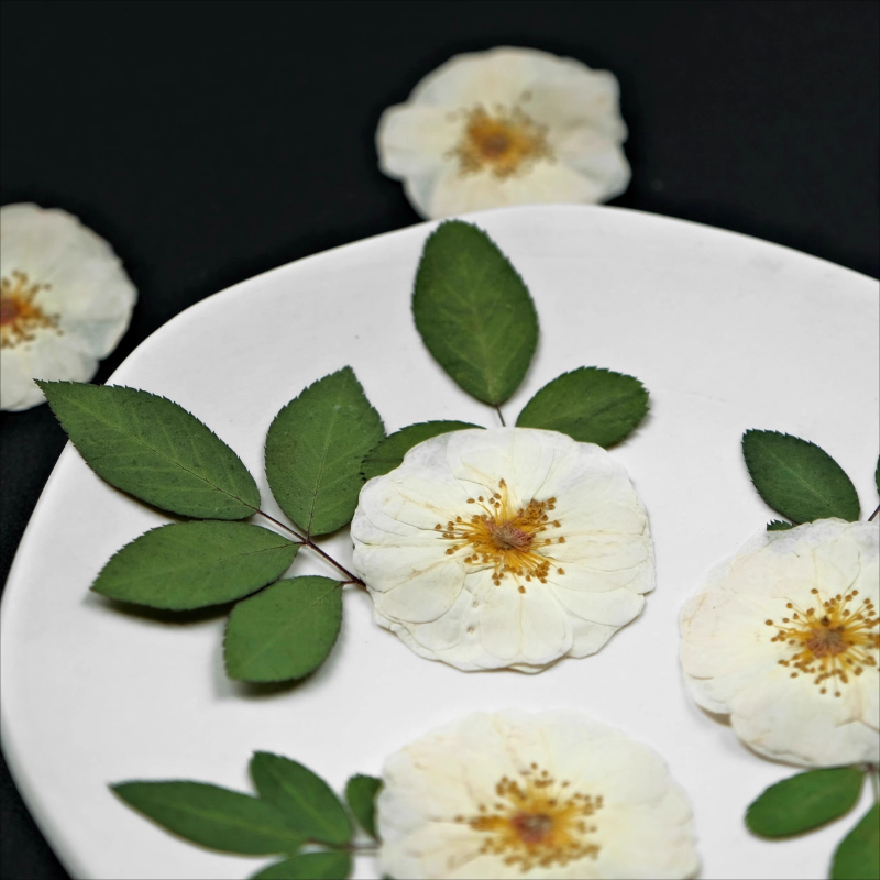 6pcs,9pcs,Nature White Rose Pr - Resin Craft Ideas avaliação e preço