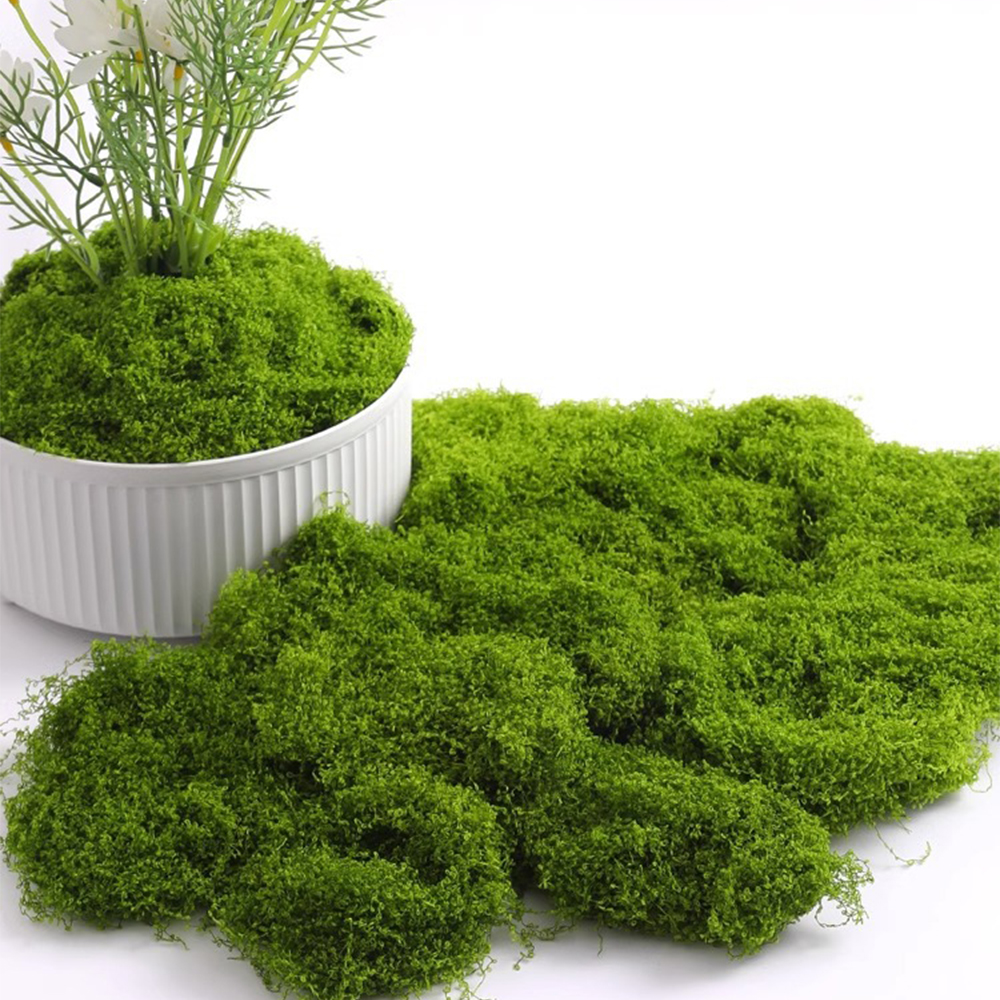 20/40/100g Eternal Life Moss D - Terrarium Moss Art avaliação e preço