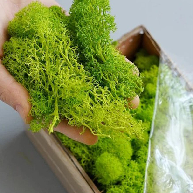 20/40/100g Eternal Life Moss D - Terrarium Moss Art avaliação e preço