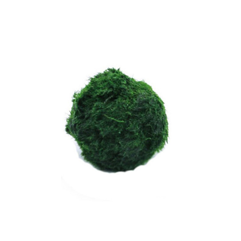 Marimo Moss Balls Live Aquariu - Terrarium Moss Art avaliação e preço