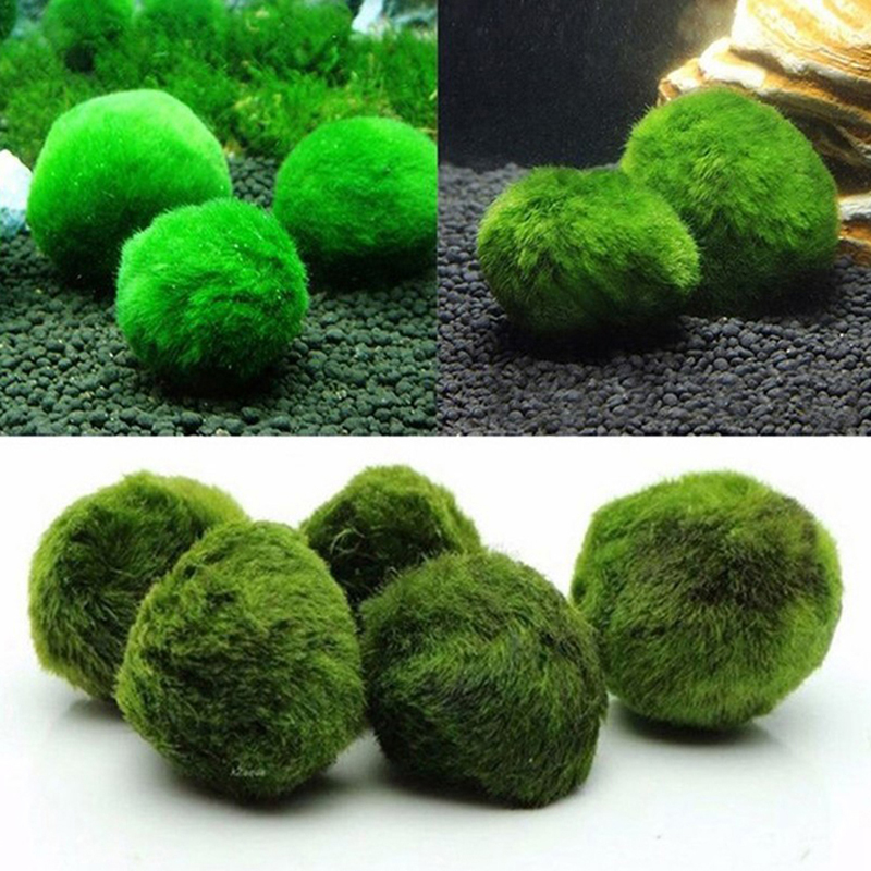 Marimo Moss Balls Live Aquariu - Terrarium Moss Art avaliação e preço