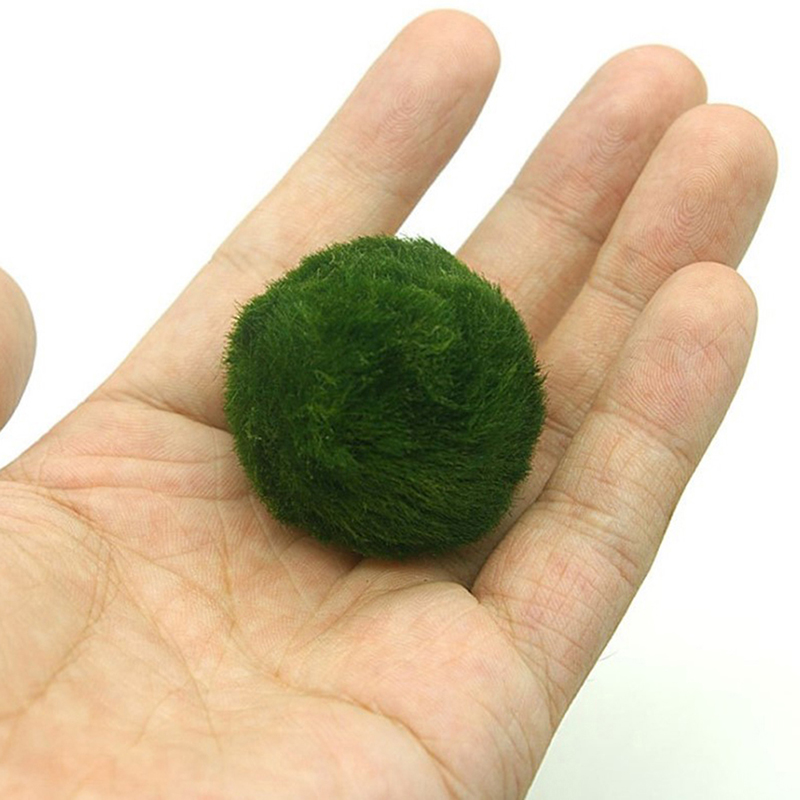 Marimo Moss Balls Live Aquariu - Terrarium Moss Art avaliação e preço