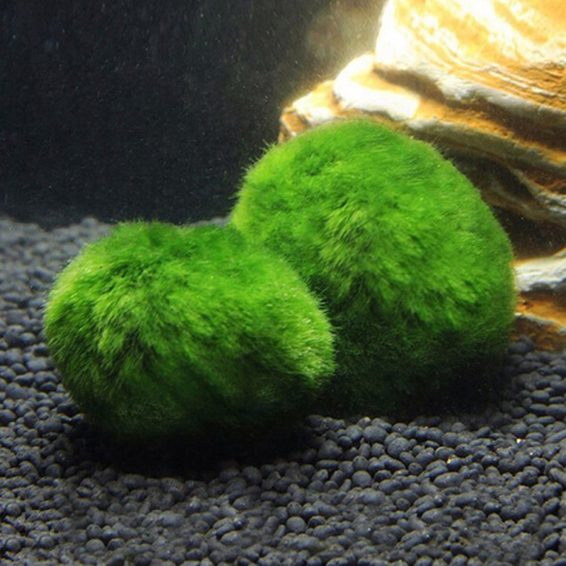 Marimo Moss Balls Live Aquariu - Terrarium Moss Art avaliação e preço