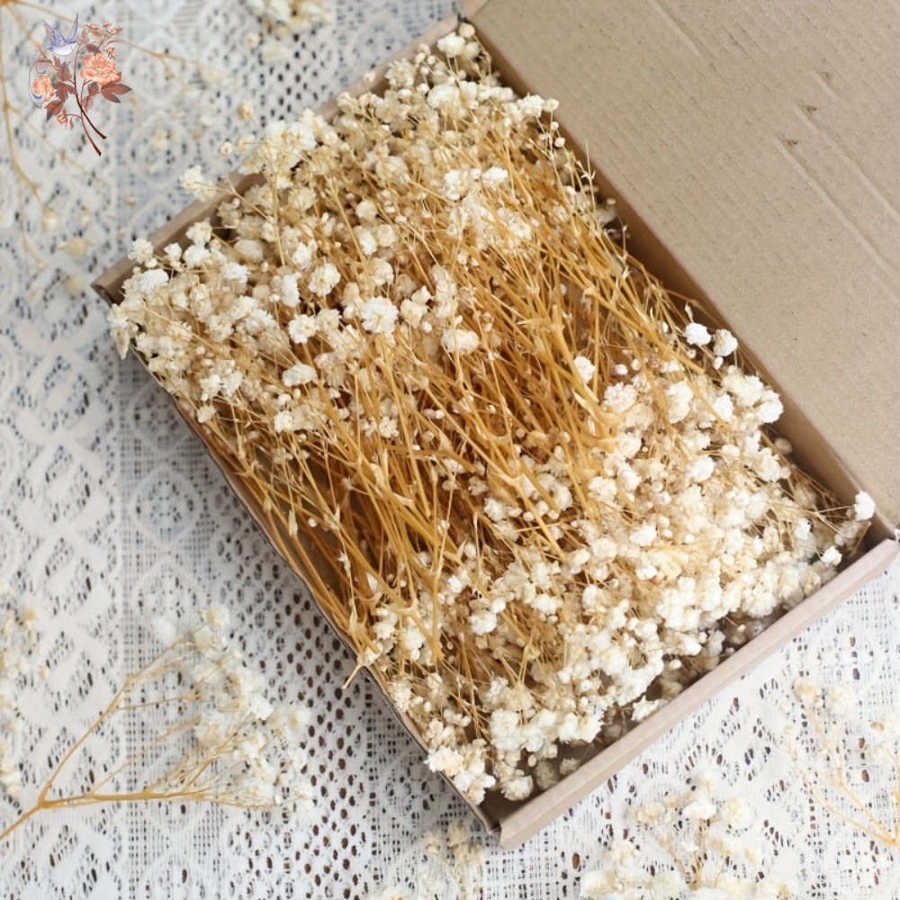 100pcs Mini Dried Baby's Breat - Resin Craft Ideas avaliação e preço